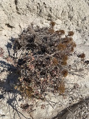 Eriogonum corymbosum nilesii