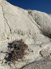 Eriogonum corymbosum nilesii