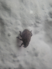 Romualdius scaber