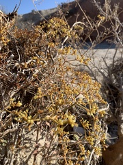Eriogonum corymbosum nilesii