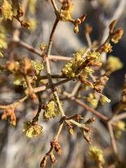 Eriogonum corymbosum nilesii
