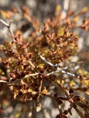 Eriogonum corymbosum nilesii