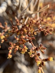 Eriogonum corymbosum nilesii