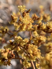 Eriogonum corymbosum nilesii