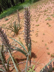Sansevieria aethiopica