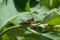 Catantopinae