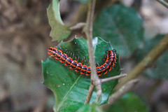 Antheromorpha uncinata