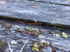 Tuckermanopsis sepincola