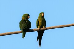 Psittacara holochlorus