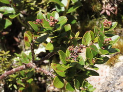 Gaultheria crassa