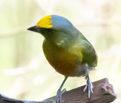 Euphonia gouldi