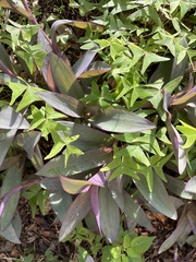 Tradescantia pallida