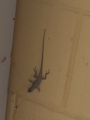 Anolis aeneus