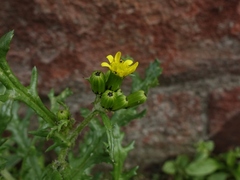 Senecio vulgaris denticulatus