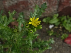 Senecio vulgaris denticulatus