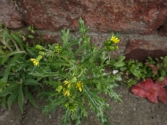 Senecio vulgaris denticulatus