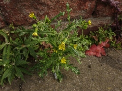 Senecio vulgaris denticulatus