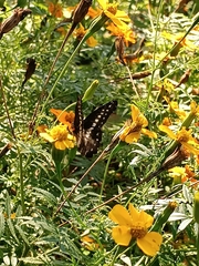 Catasticta flisa flisa