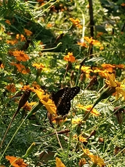 Catasticta flisa flisa