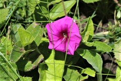 Ipomoea oblongata