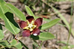 Pachycarpus concolor