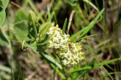Xysmalobium involucratum