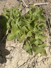 Mesembryanthemum crystallinum