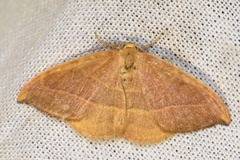 Watsonalla cultraria