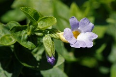 Thunbergia natalensis