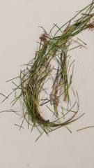 Syringodium filiforme