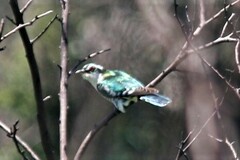 Chrysococcyx caprius