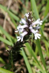 Striga bilabiata
