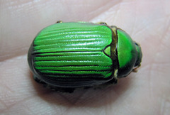 Chrysina lecontei