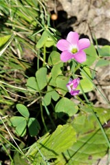 Oxalis smithiana