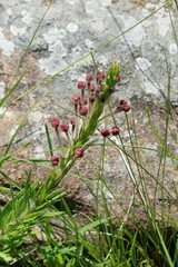 Zaluzianskya elongata