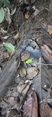 Oxyrhopus petolarius