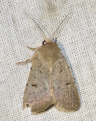 Caradrina aspersa