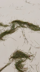 Syringodium filiforme