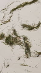 Syringodium filiforme