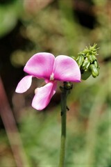 Tephrosia purpurea