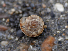 Xeroplexa intersecta