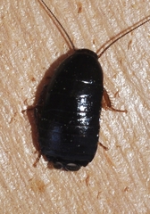 Loboptera canariensis