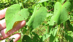 Ipomoea pandurata
