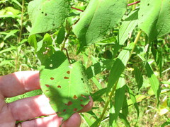 Ipomoea pandurata