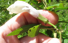 Ipomoea pandurata