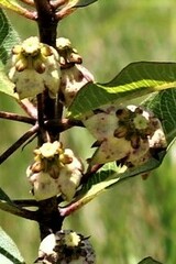 Pachycarpus asperifolius