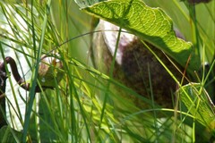 Pachycarpus asperifolius