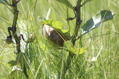 Pachycarpus asperifolius