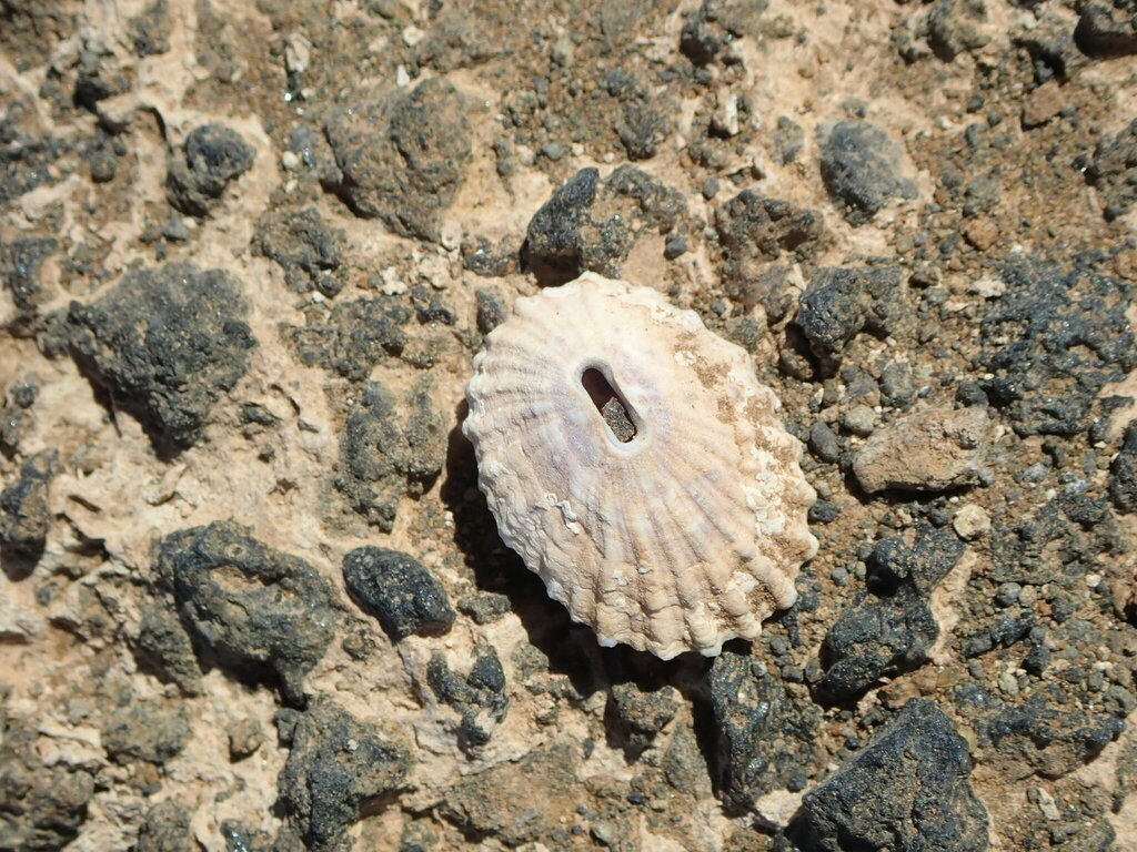 Fissurella afra