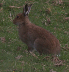Lepus timidus hibernicus